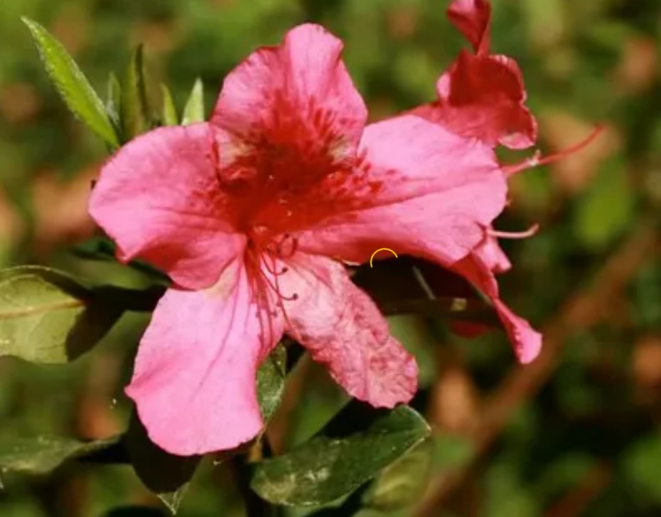 Azalea Flower Care and Meaning