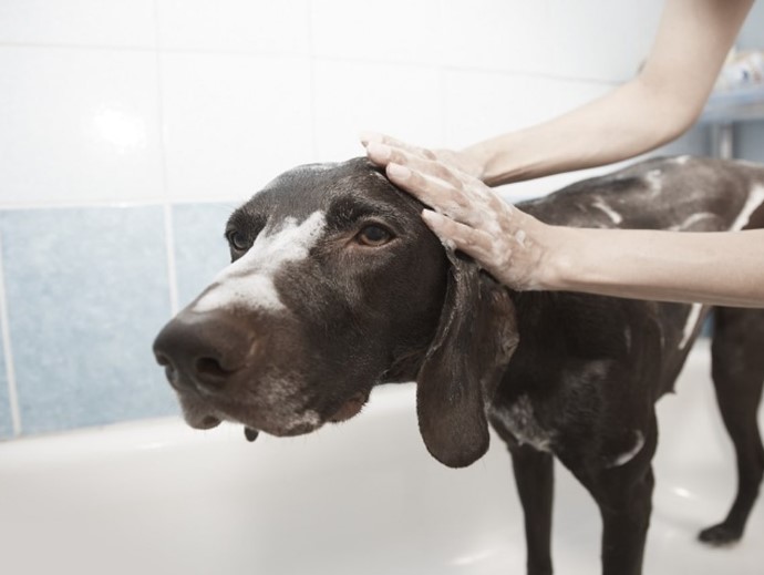 Can I Use Baby Shampoo on My Dog?