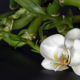 Vanilla orchids