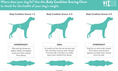 How Much to Feed a Puppy by Weight