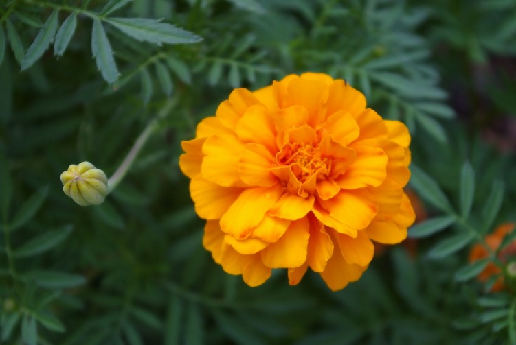 Marigold colors