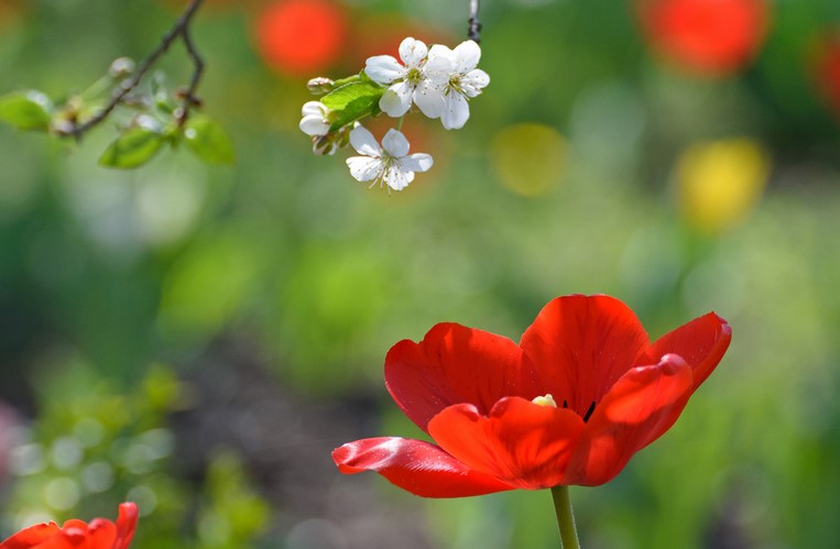 May FlowersWhich flowers are in season in May?May Flowers