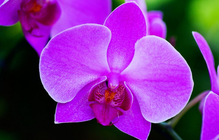 What Does an Orchid Symbolize