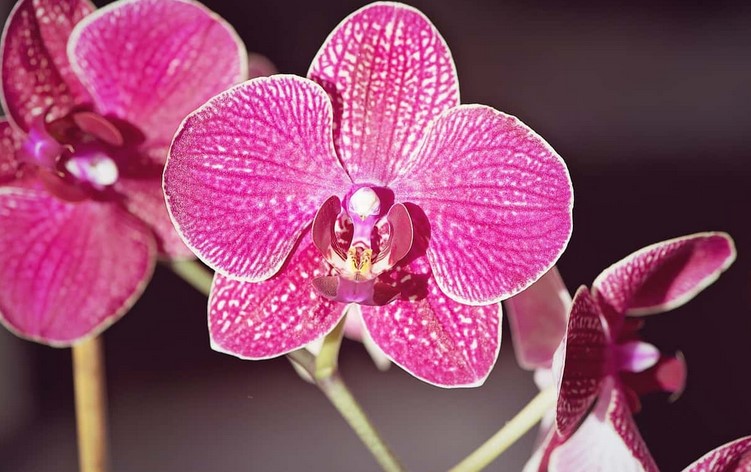 What do purple orchids symbolize?