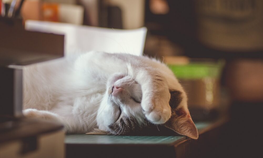 The Sleepy Life of a Kitten: Exploring Why Your Furry Friend Sleeps So Much