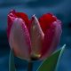 How to Revive Dying Potted Tulips