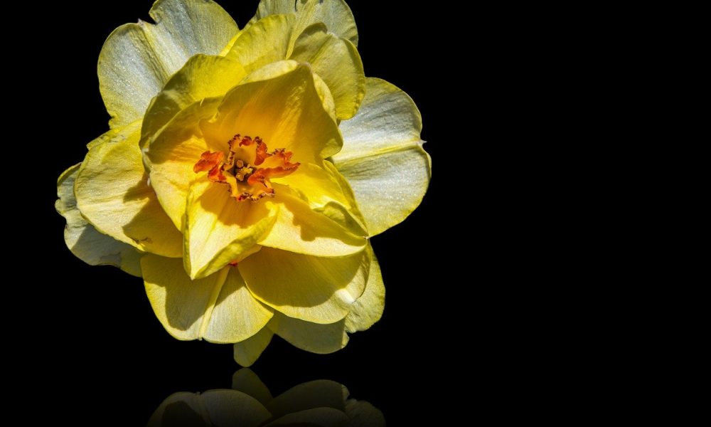 How to Grow and Care for Your Daffodil